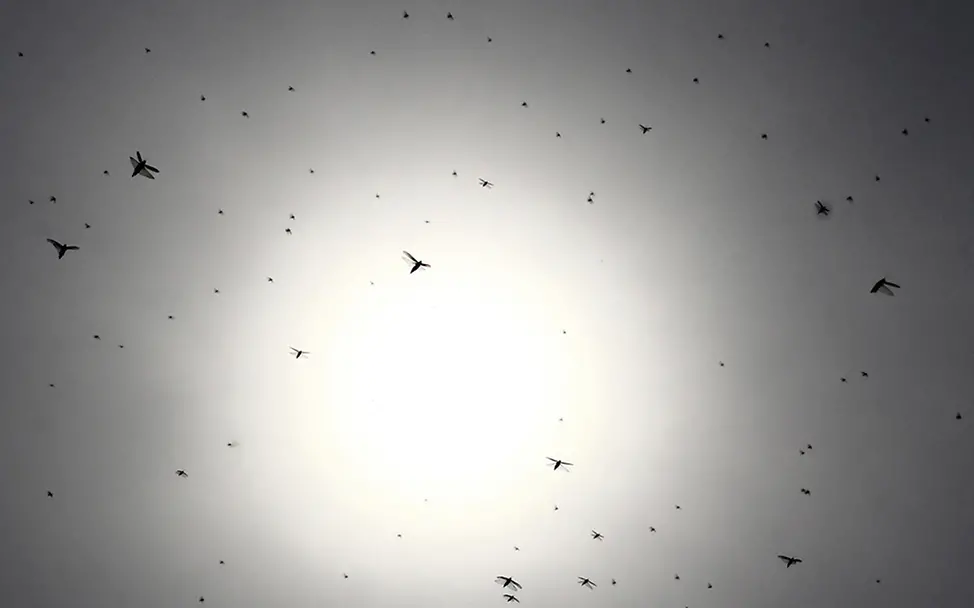 Die Heuschreckenschwärme breiten sich aus. | © UNICEF/Kanojia/AFP Heuschreckenplage: Heuschrecken breiten sich im Norden Indien aus.