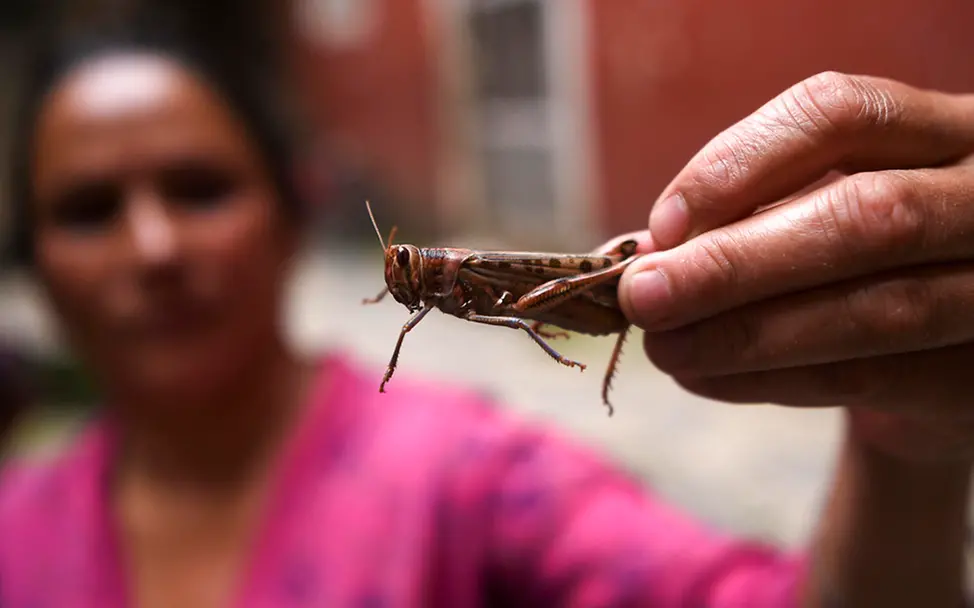 Eine Frau in Kathmandu hält eine Heuschrecke in der Hand. | © UNICEF/Mathema/AFP Heuschreckenplage: Eine Frau in Kathmandu hält eine Heuschrecke in der Hand.