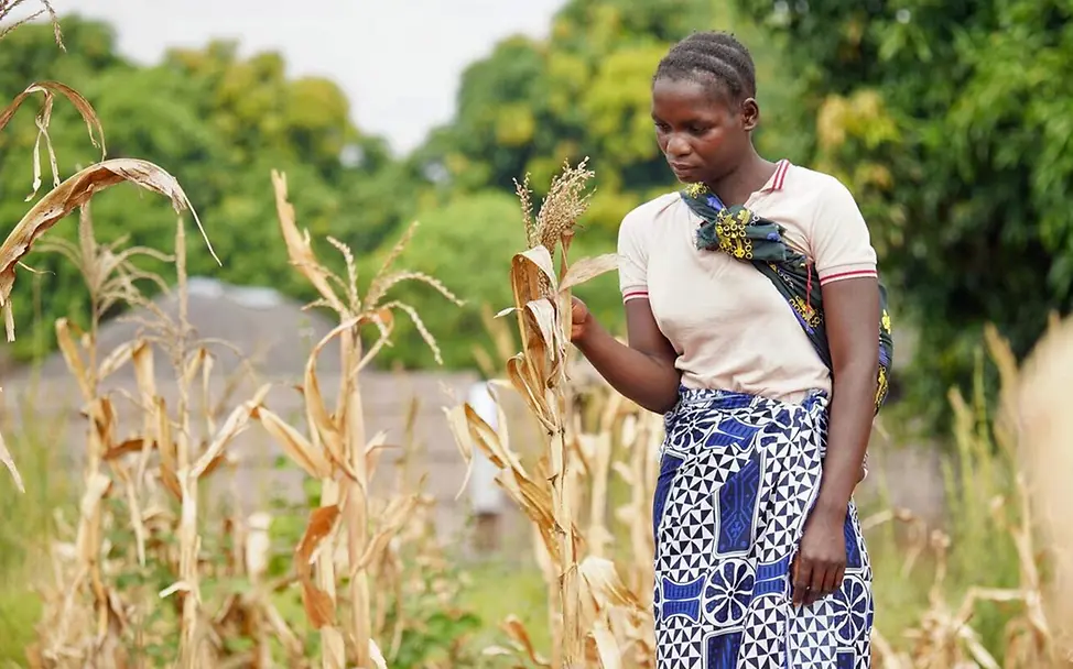 Eine junge Frau in Sambia steht zwischen den verdörrten Pflanzen ihres Maisfelds | © UNICEF/Adam Sambia Wasser: Durch eine schwere Dürre fehlt es an Wasser und ganze Ernten fallen aus