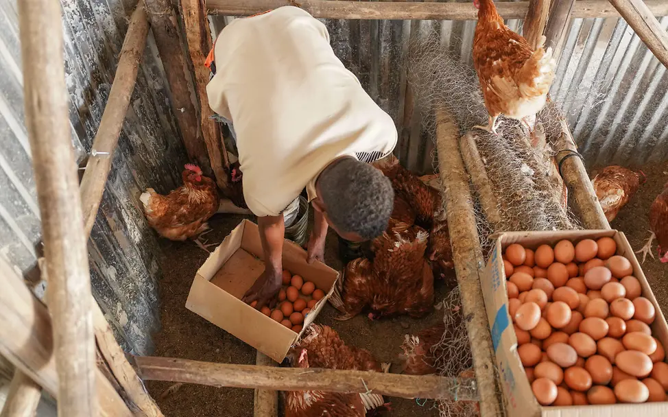 Frische Eier aus dem Gehege: mehr Nährstoffe für Mahlzeiten in Schule und Zuhause. |© UNICEF/Asrat Ein Mann sammelt Eier in einem Hühnergehege; im Hintergrund sind mehrere Hühner zu sehen.